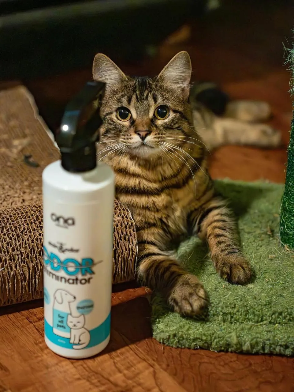 Happy golden retriever with Ona — clean home, happy pets