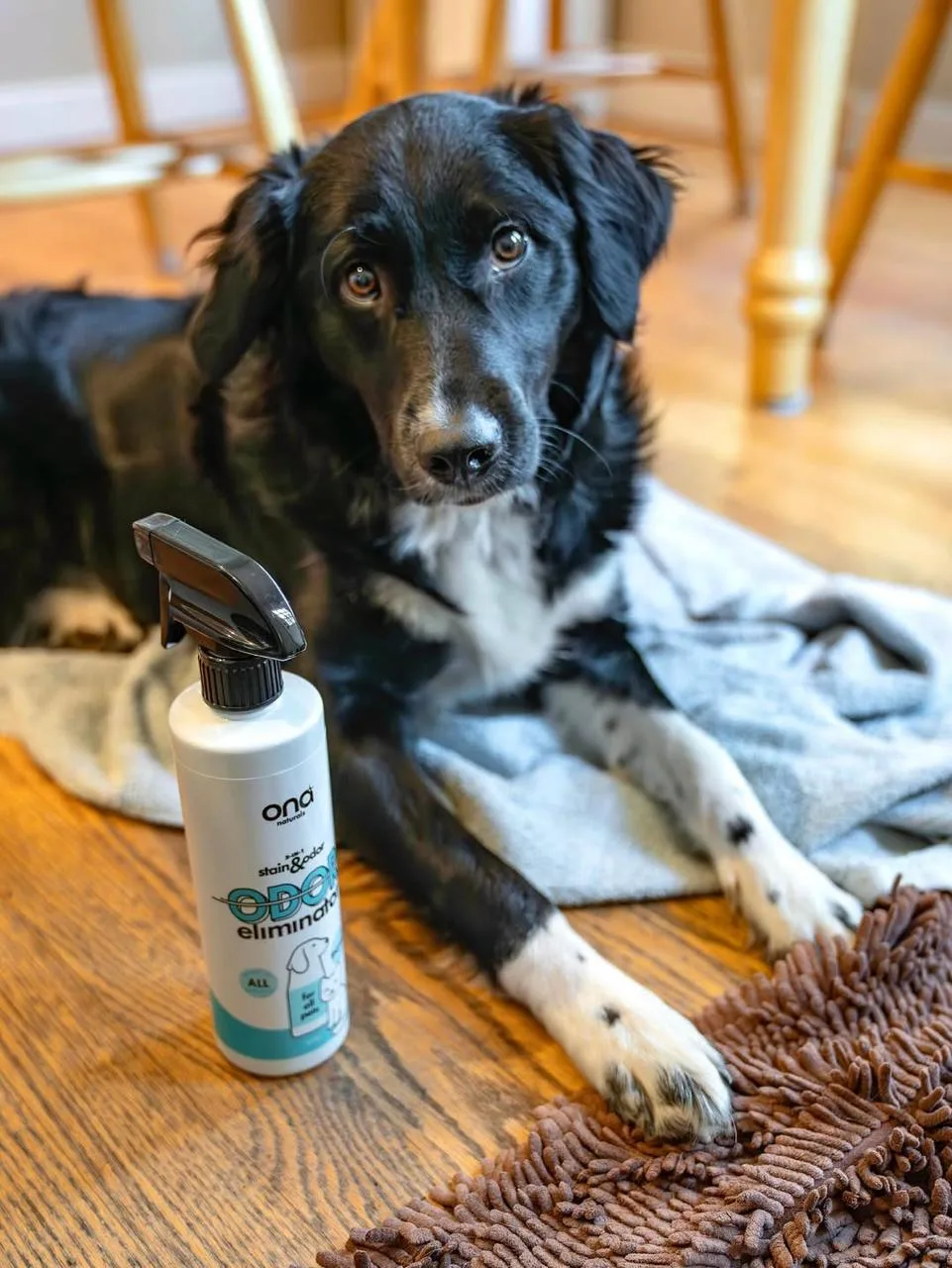 Dog with Ona Pet Stain & Odor Eliminator