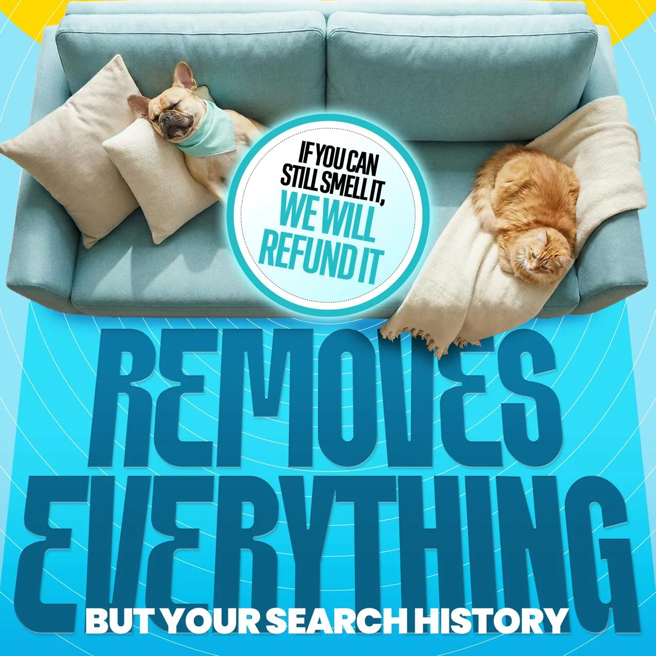 Ona removes everything but your search history — dog and cat sleeping on clean couch