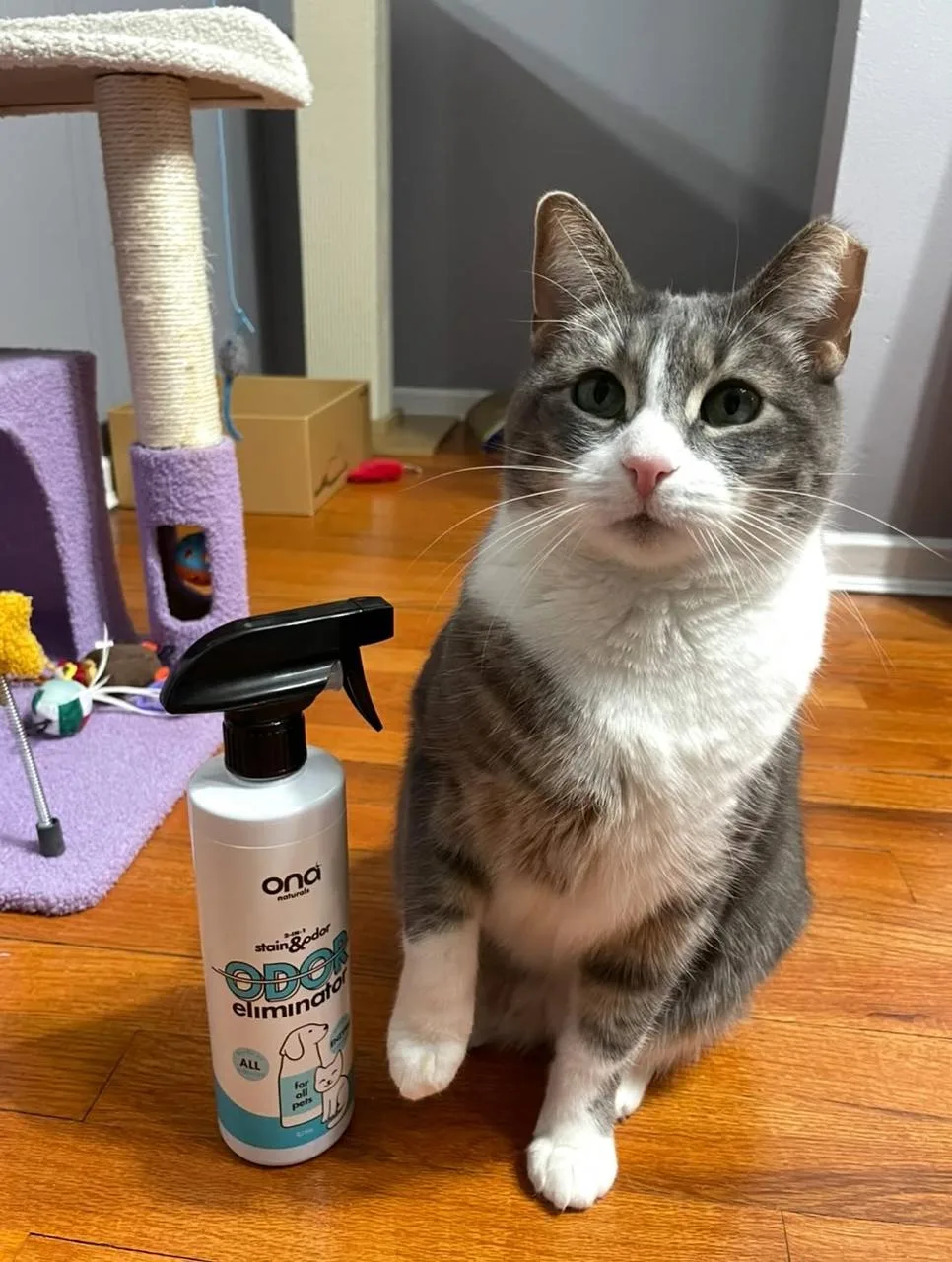 Happy cat in a clean home — Ona is safe for cats and dogs